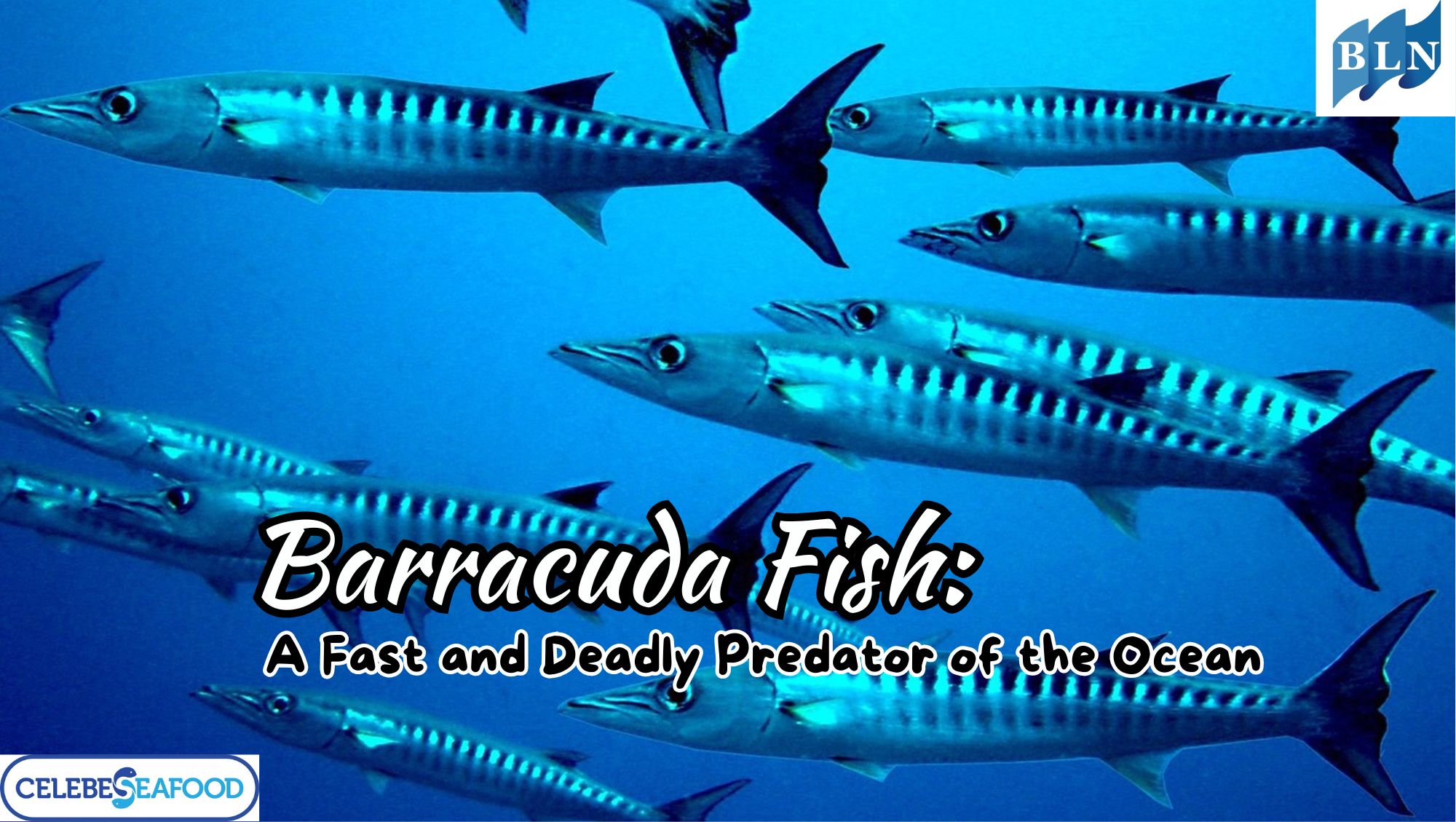 This is What Barracuda Fish: A Fast and Deadly Predator of the Ocean